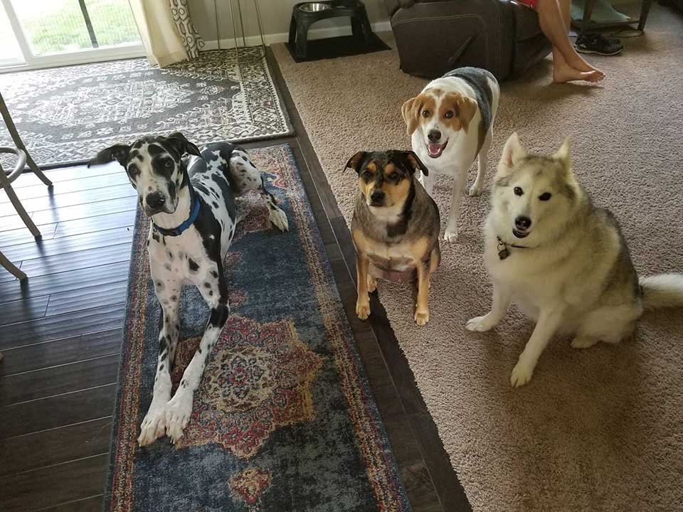 Perro fue abandonado por nacer un poco diferente pero nada le impide ser feliz 15 Cooper en su hogar con sus amigos