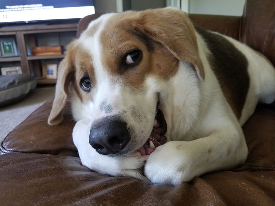Perro fue abandonado por nacer un poco diferente pero nada le impide ser feliz 11 Cooper es feliz