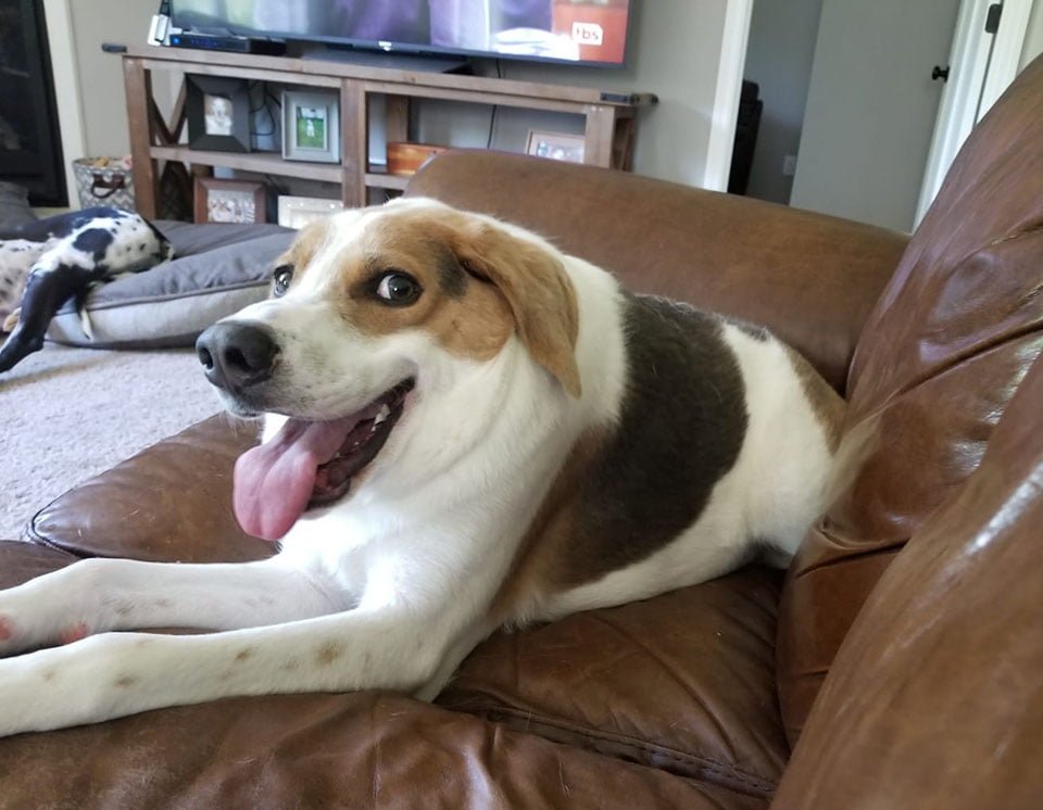Perro fue abandonado por nacer un poco diferente pero nada le impide ser feliz 13 Cooper sonríe en el sofá