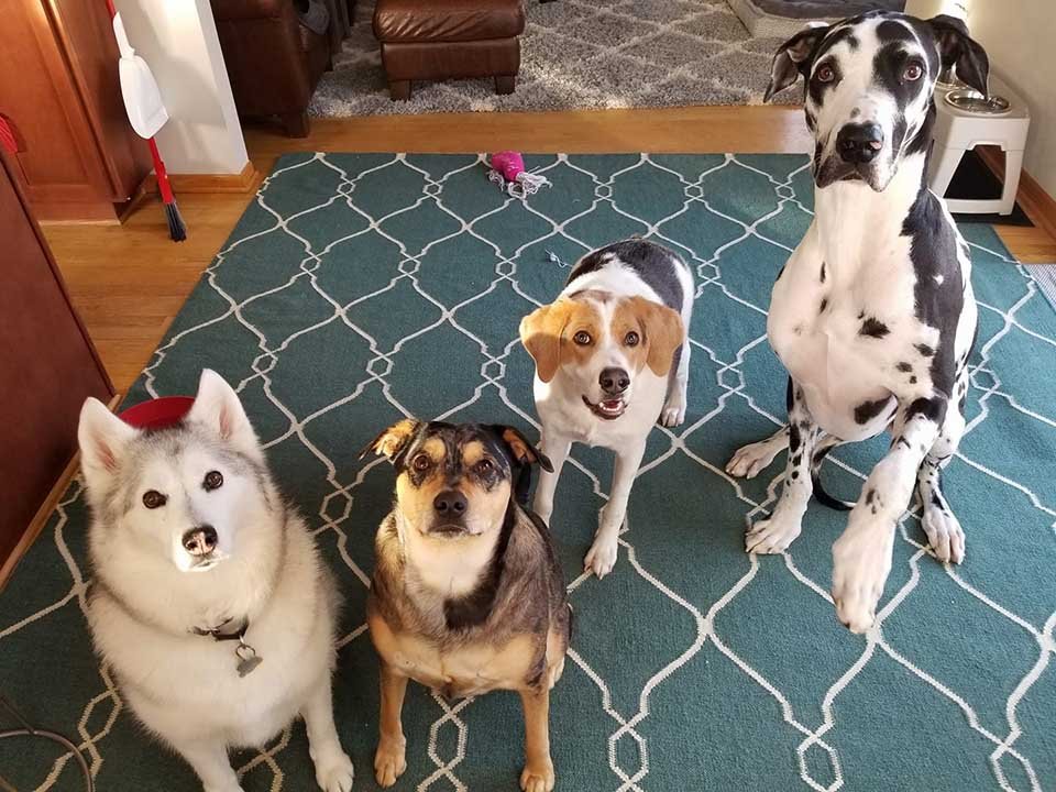 Perro fue abandonado por nacer un poco diferente pero nada le impide ser feliz 16 Cooper y perritos