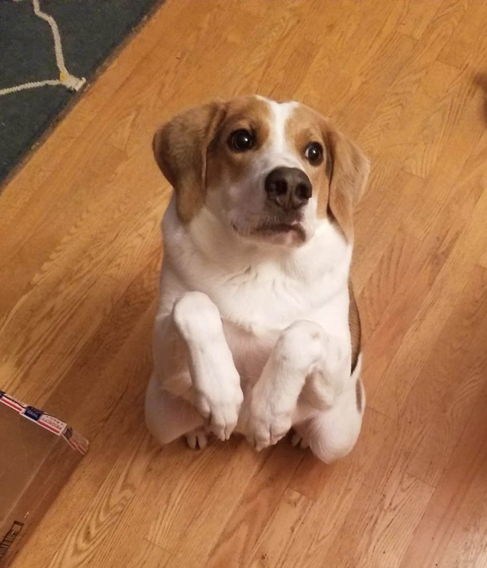 Perro fue abandonado por nacer un poco diferente pero nada le impide ser feliz 18 Cooper