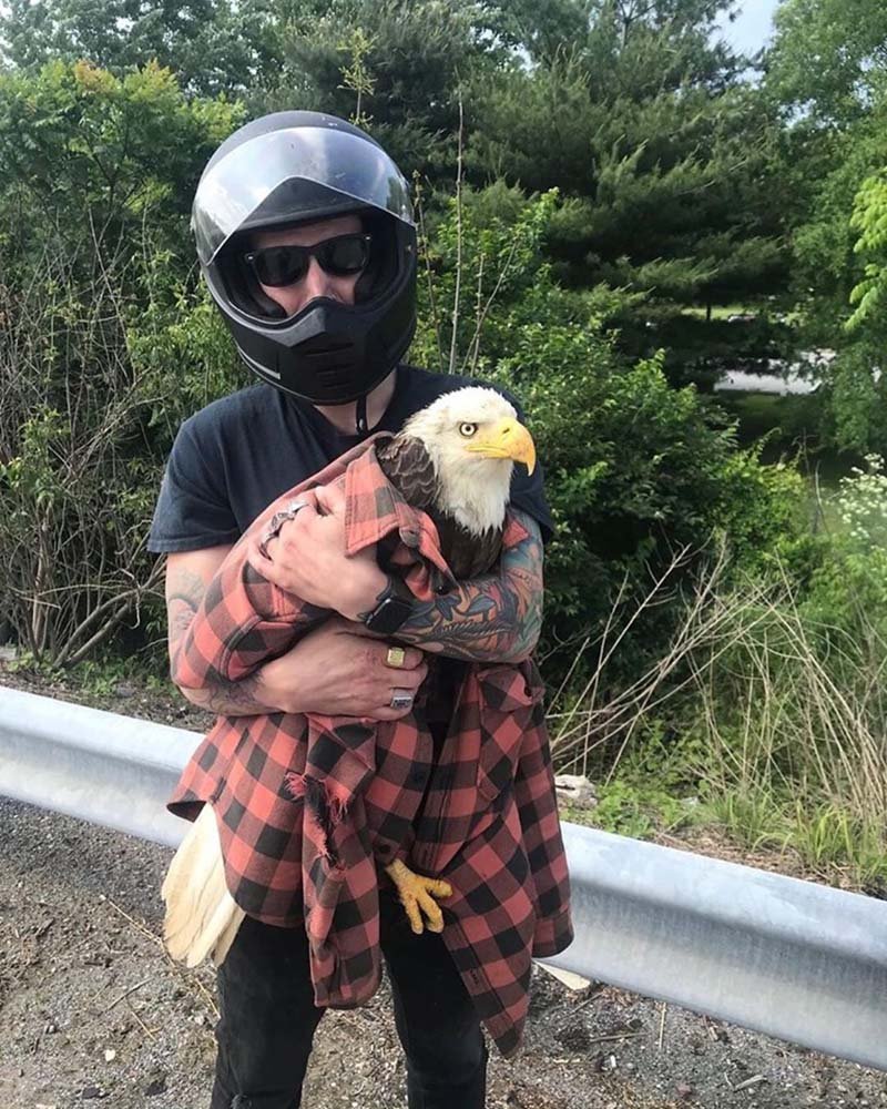 Dandon y el águila calva Dandon y el águila calva