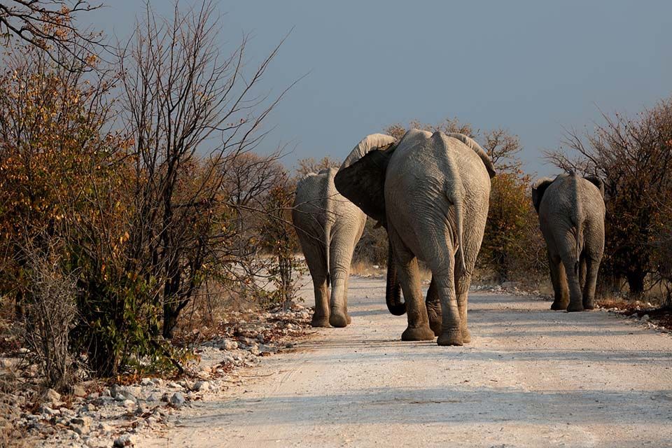 Elefantes en Botsuana