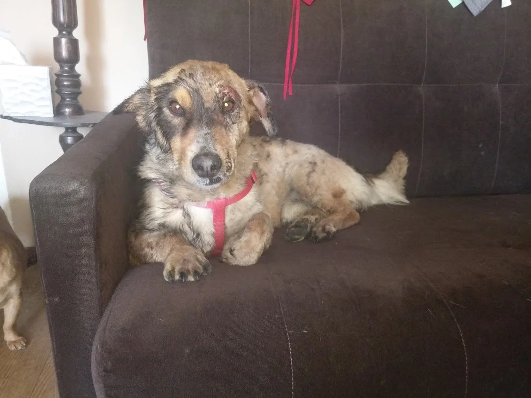 Farcik recuperándose