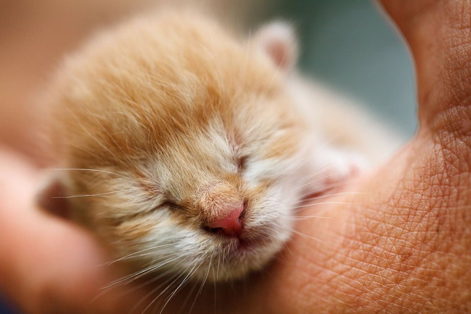Gatito