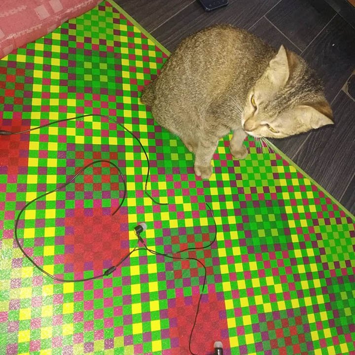 Su gato le dañó los audífonos y luego le trajo una serpiente para reemplazarlos 8 Gato daña audífonos
