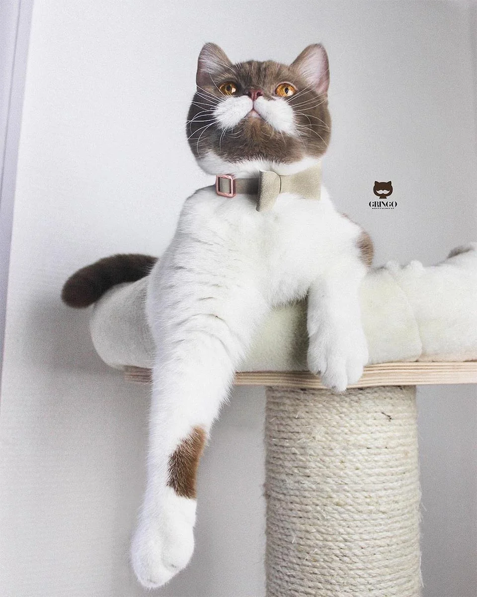 Gringo gato bigote blanco