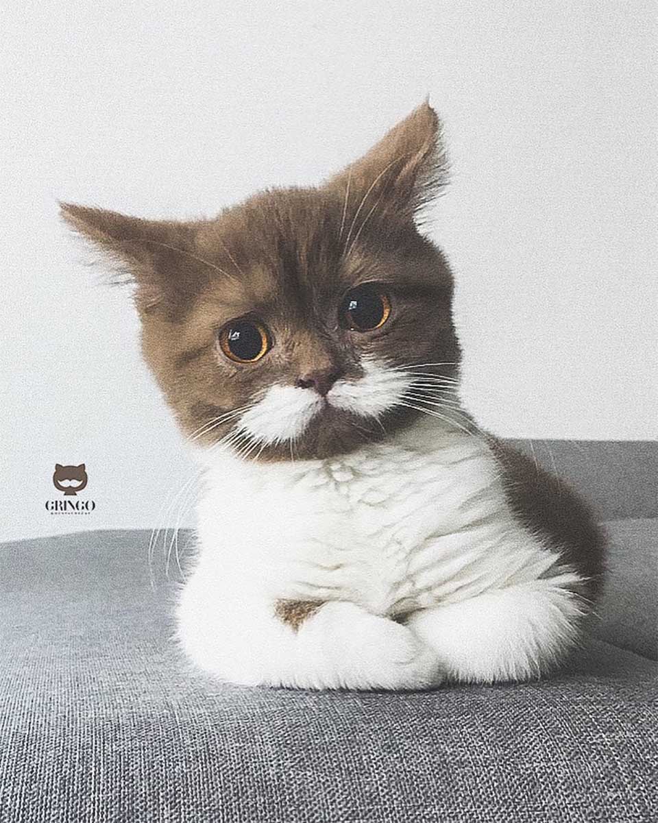 Gringo pequeño Gringo pequeño