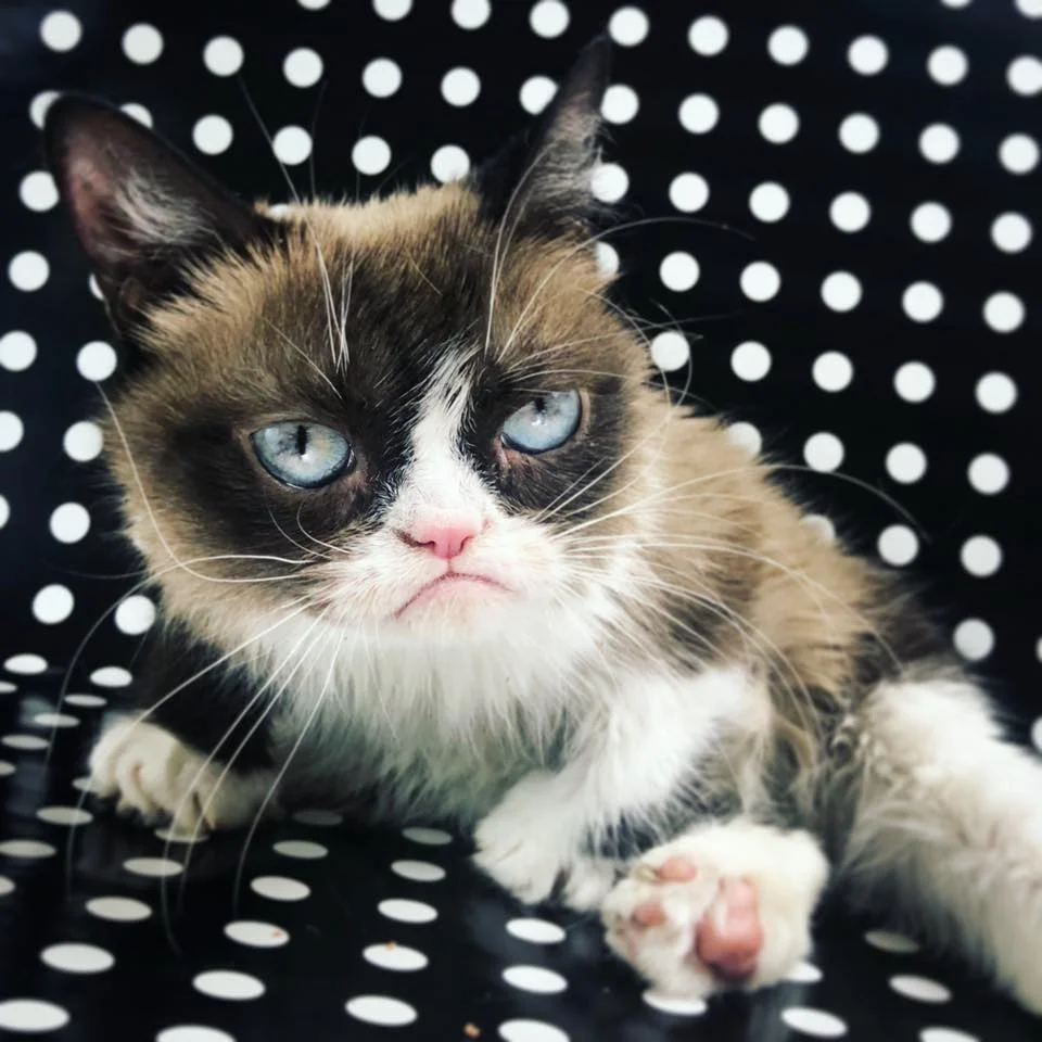Grumpy Cat fallece