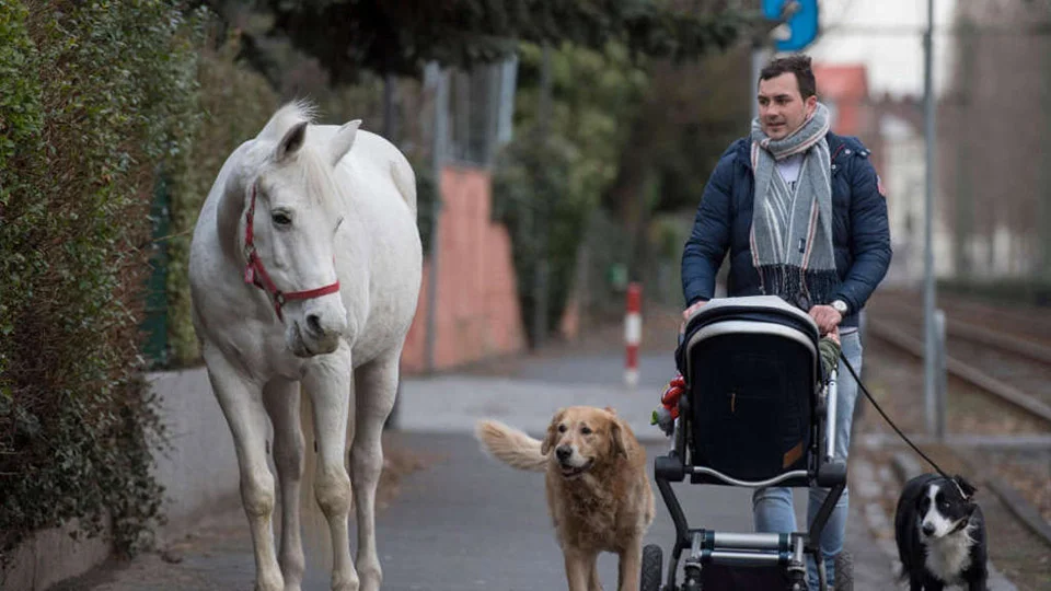 Yegua lleva 14 años paseando sola por las calles a diario recibiendo mimos y comida de los vecinos 3 Jenny es una yegua que pasea sola por la ciudad