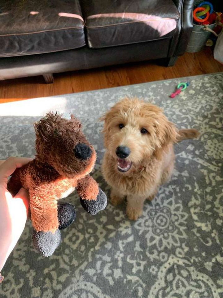 Leo y su juguete favorito Leo y su juguete favorito