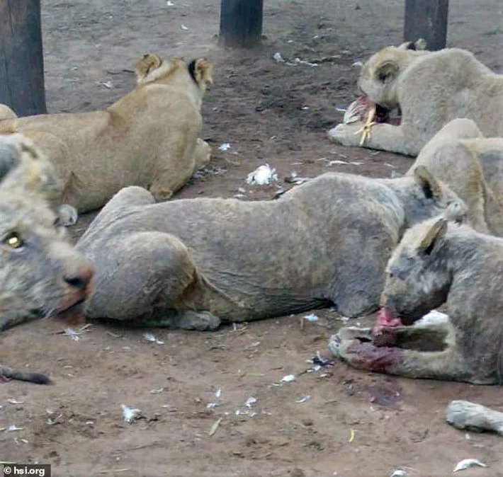 Leones en cautiverio Leones en cautiverio