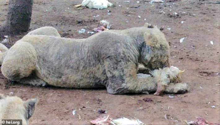 Leones en granja de cría Leones en granja de cría
