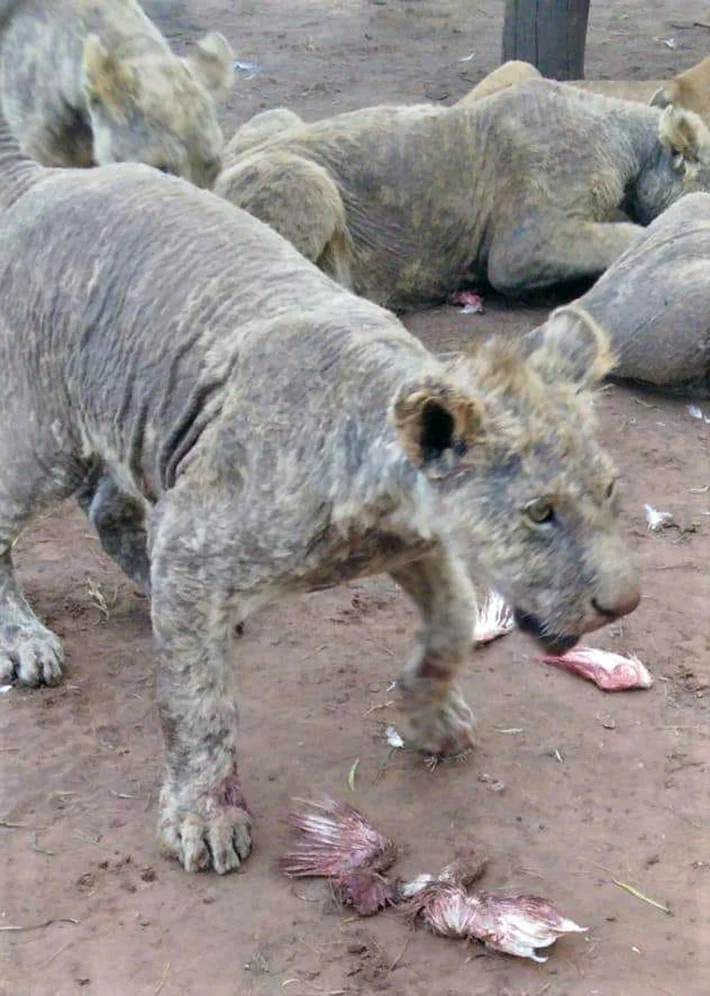 Leones en una granja de cría Leones en una granja de cría