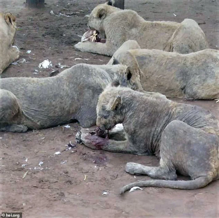 Leones hacinados en granja de cría Leones hacinados en granja de cría
