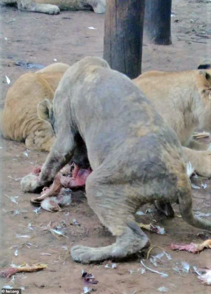 Leones maltratados Leones maltratados