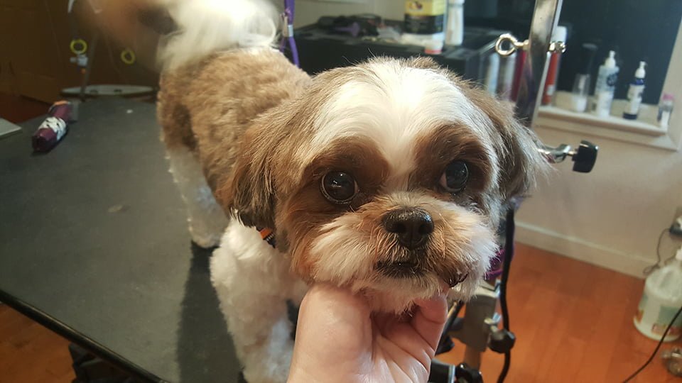 Muffin en la peluquería