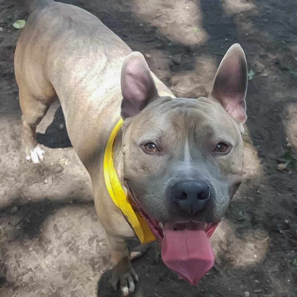 Nitro feliz Nitro feliz