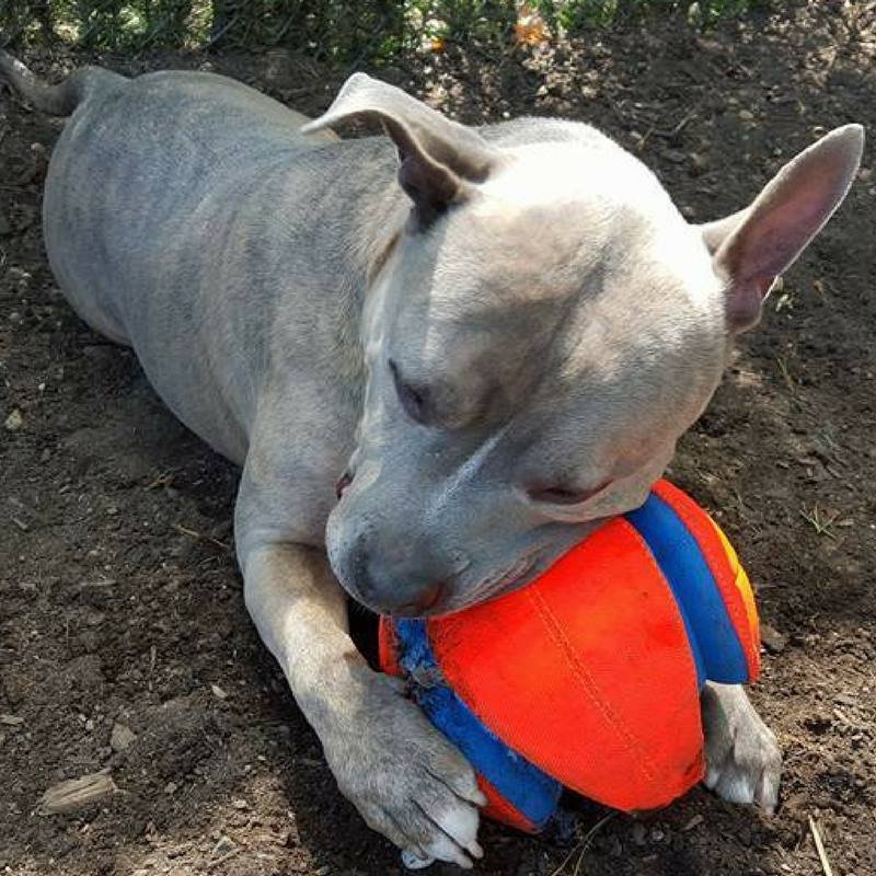 Nitro juega con la pelota Nitro juega con la pelota