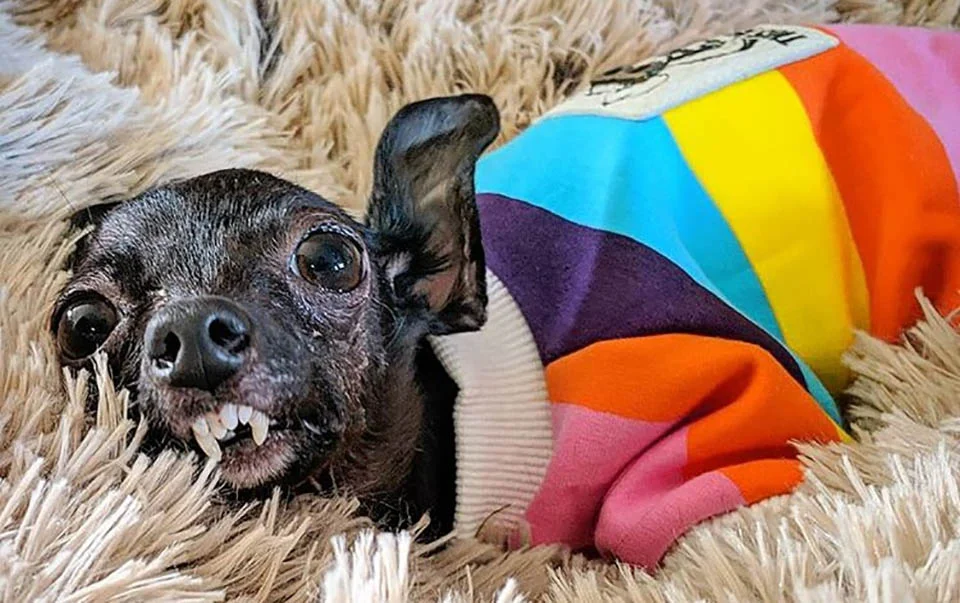 Perrita con necesidades especiales no deja de dar besos muy agradecida 2 Perrito especial con atuendo de colores