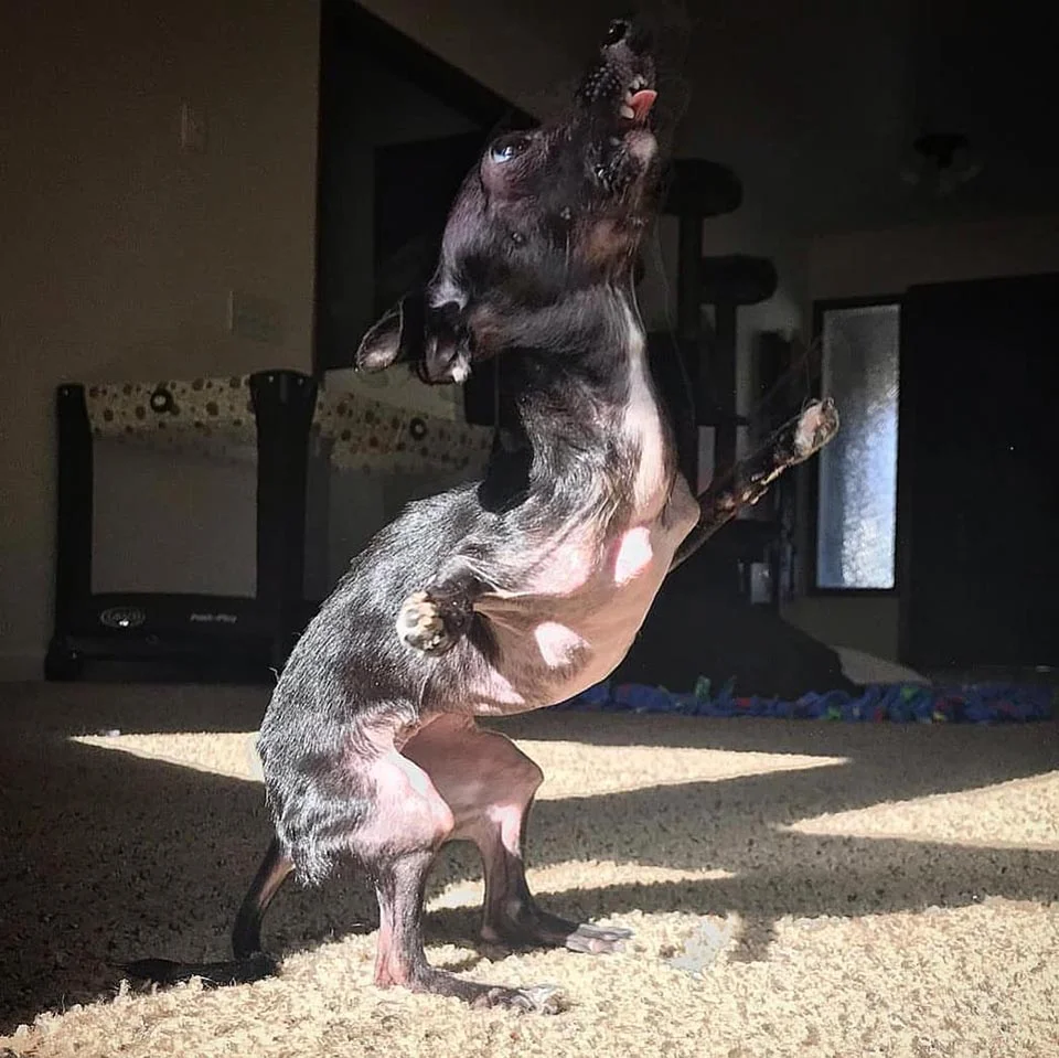 Perrita con necesidades especiales no deja de dar besos muy agradecida 6 Perrito especial se sostiene sobre sus patas traseras
