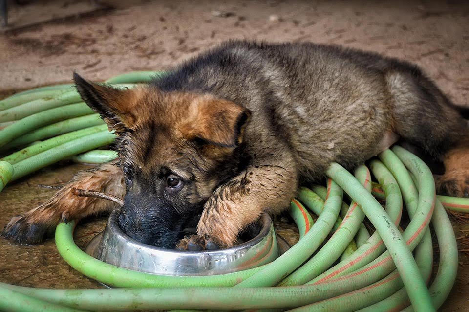 Perrito