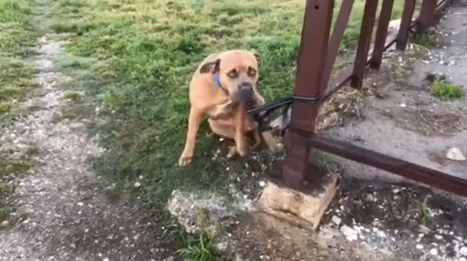 Perro abandonado