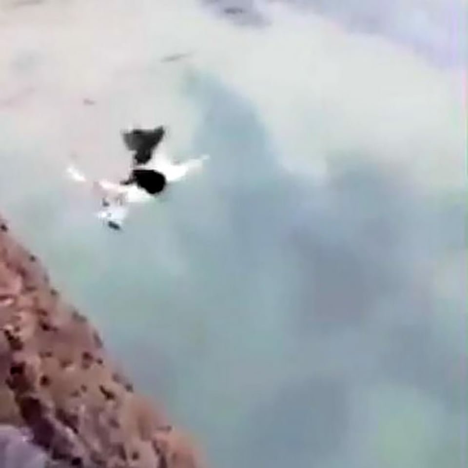 Perro es lanzado al mar