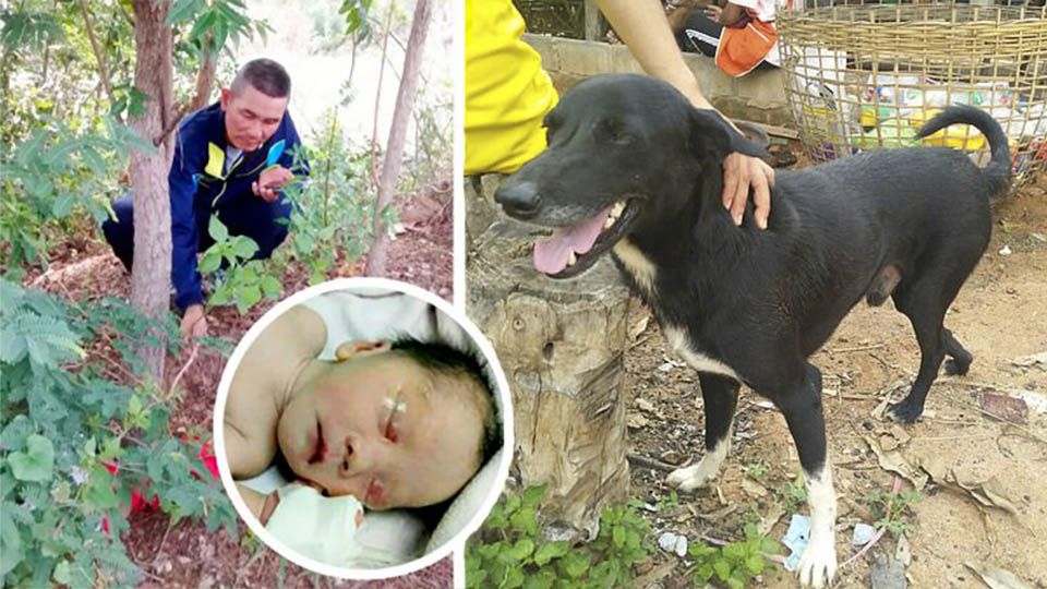 Perro héroe rescata a un bebé recién nacido enterrado por su madre
