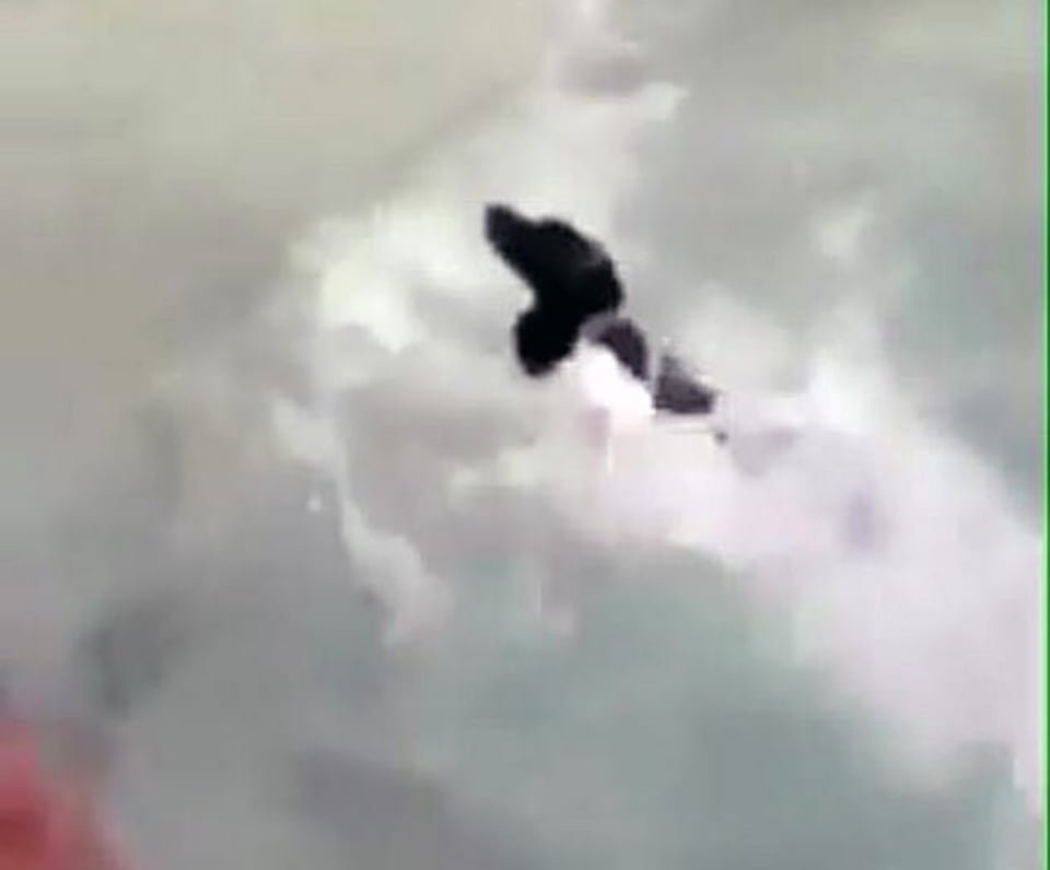 Perro que fue arrojado al mar nada hasta salvarse