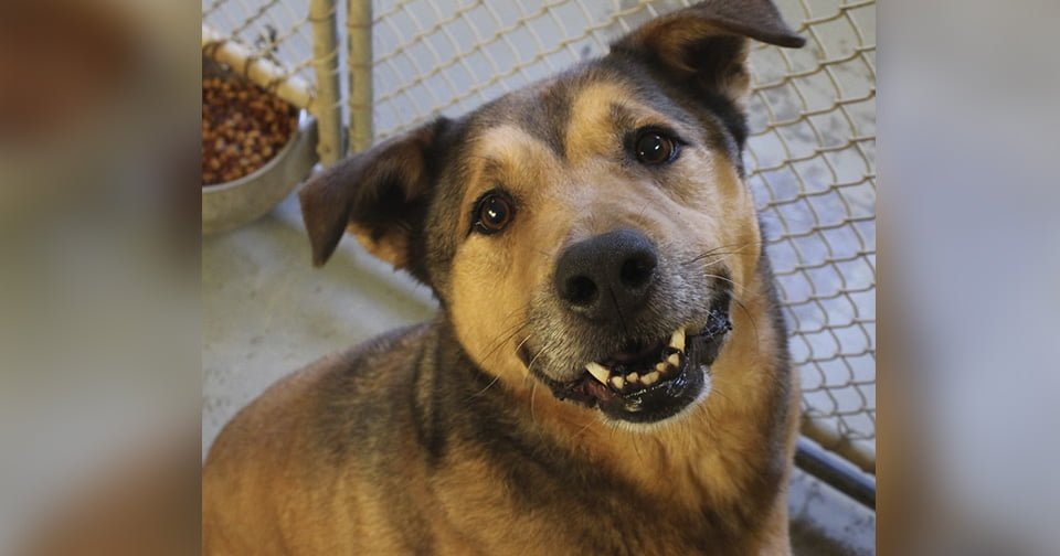 Perro que pasó 2381 días en el refugio ahora es feliz
