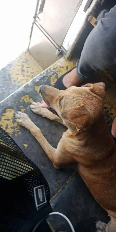 Perro sube al autobús