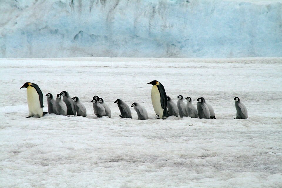 Pingüinos
