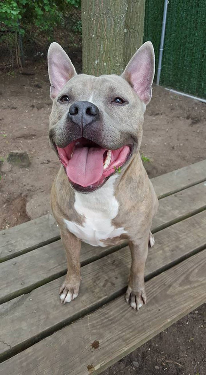 Pitbull de enorme sonrisa Pitbull de enorme sonrisa