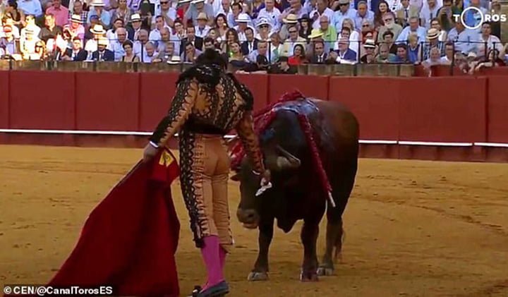 Torero limpia rostro al toro