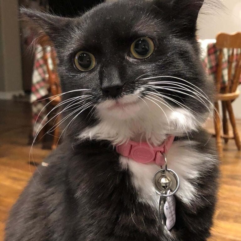 Los Gatitos Extrañan A Sus Hermanos