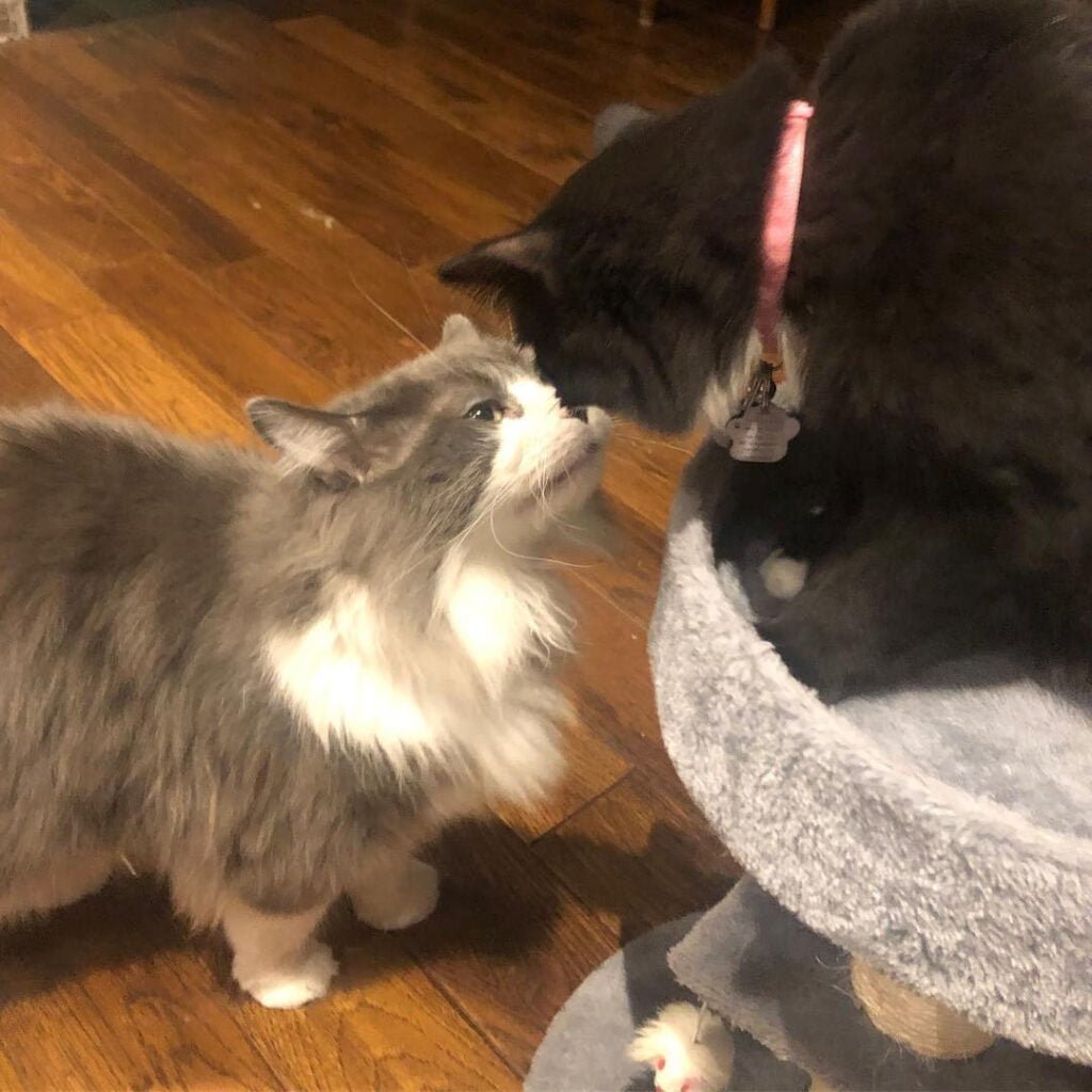 Los Gatitos Extrañan A Sus Hermanos