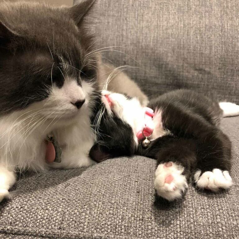 Los Gatitos Extrañan A Sus Hermanos