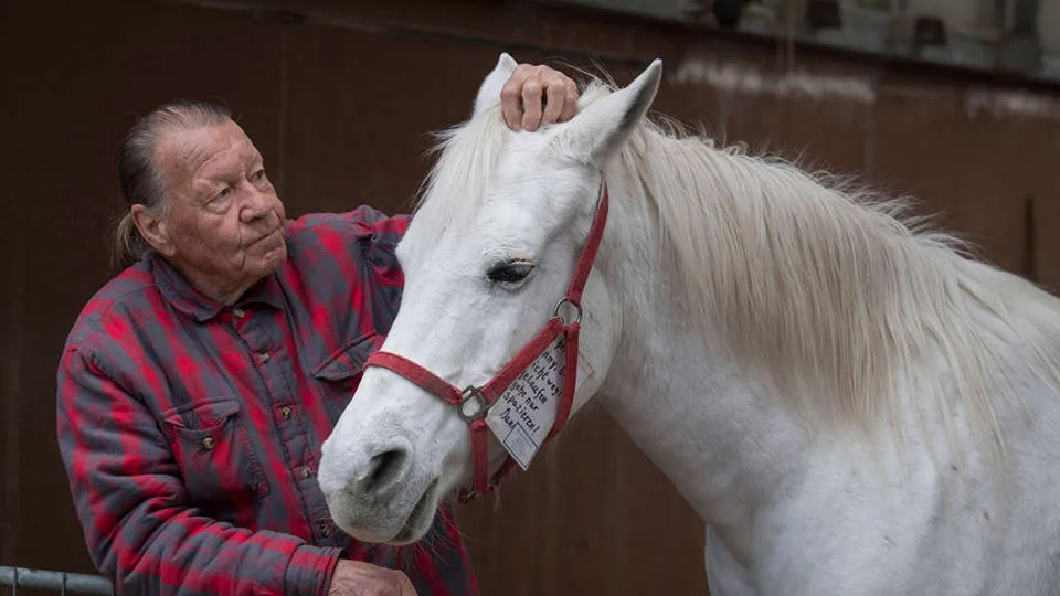 Yegua lleva 14 años paseando sola por las calles a diario recibiendo mimos y comida de los vecinos 2 Yegua blanca