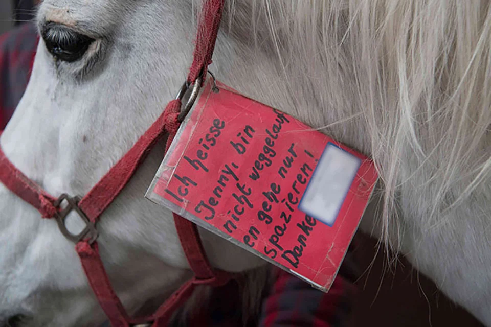 Yegua lleva 14 años paseando sola por las calles a diario recibiendo mimos y comida de los vecinos 1 Yegua con aviso de que no está perdida