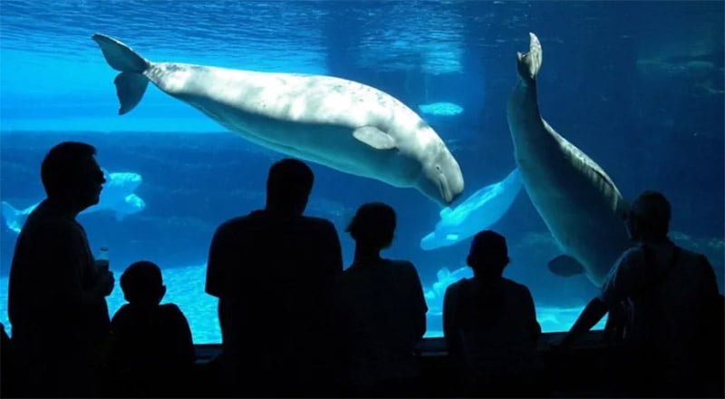 Acuario Acuario