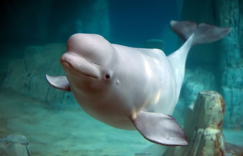 Ballena beluga Ballena beluga