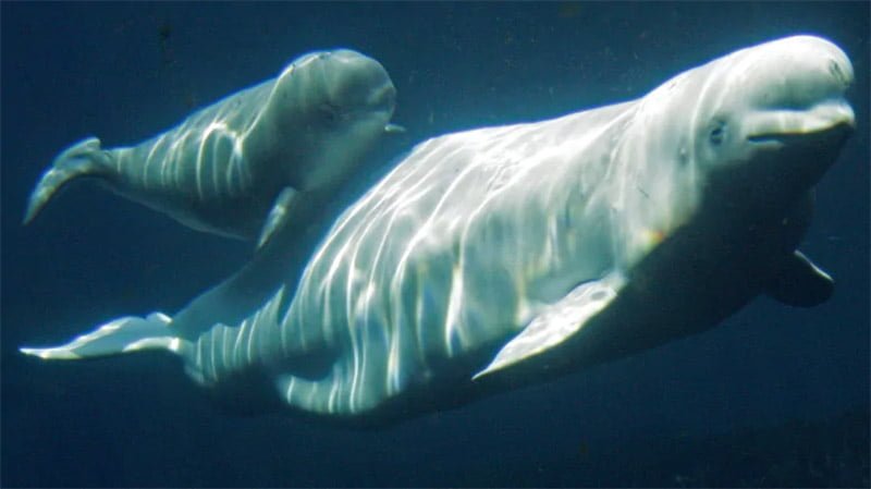 Ballenas en cautiverio Ballenas en cautiverio