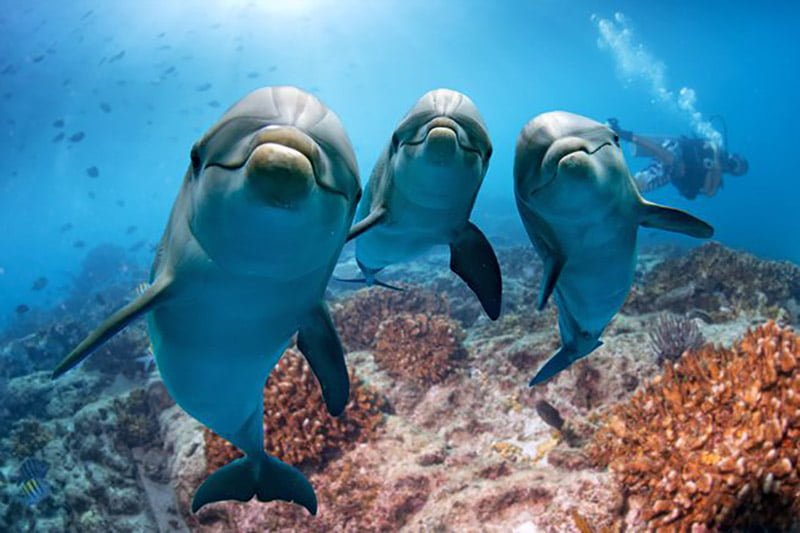 Ballenas Ballenas