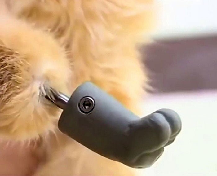 Gato con 4 patas protesicas Gato con 4 patas protesicas