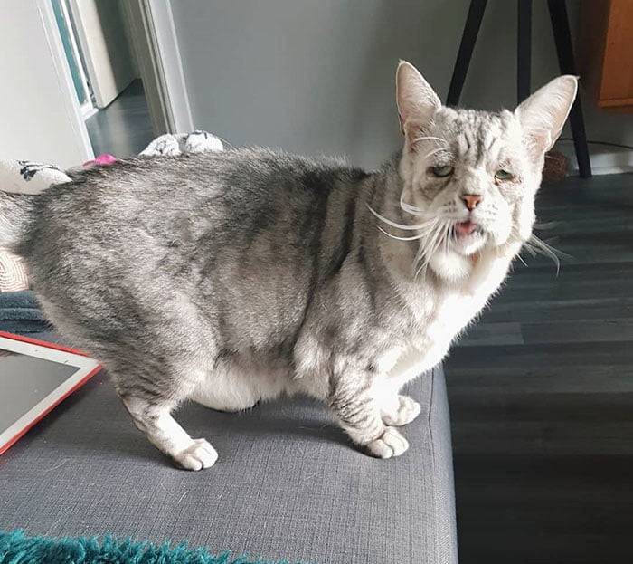 Gato con raro síndrome