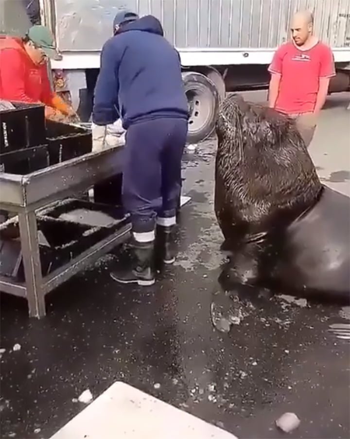 León marino en el mercado de pescado