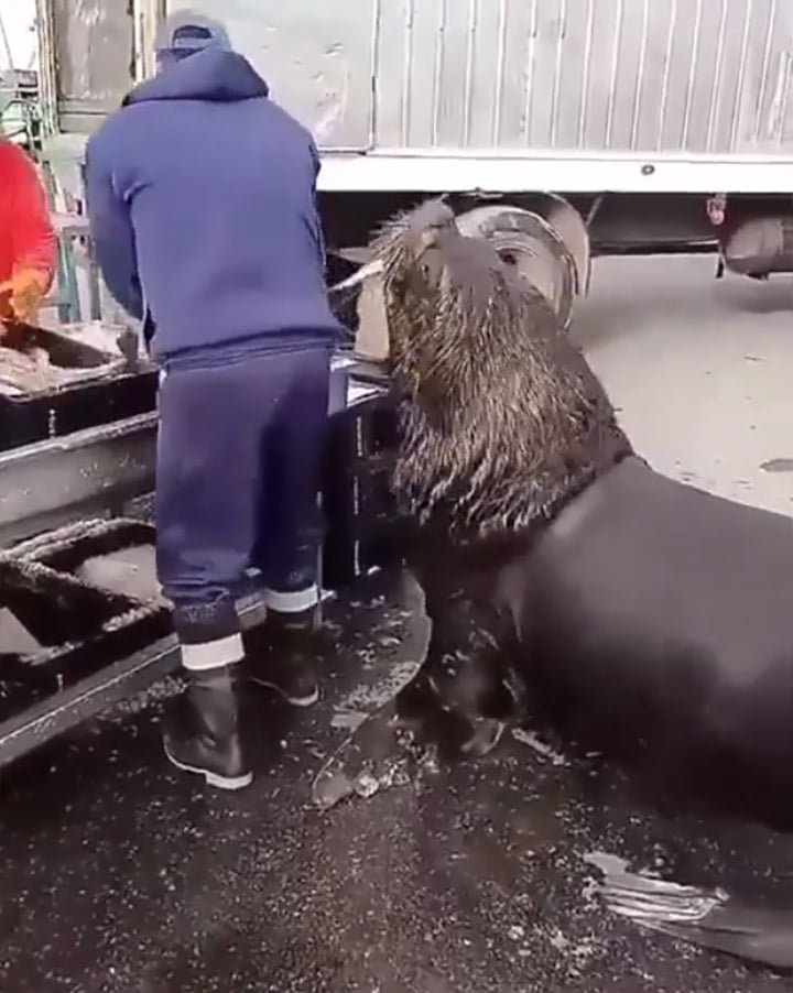 León marino pide pescado