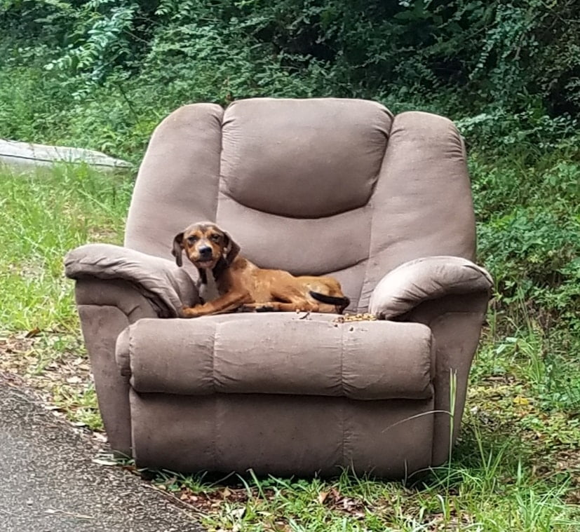 Pequeño perro abandonado encima de sillón Pequeño perro abandonado encima de sillón