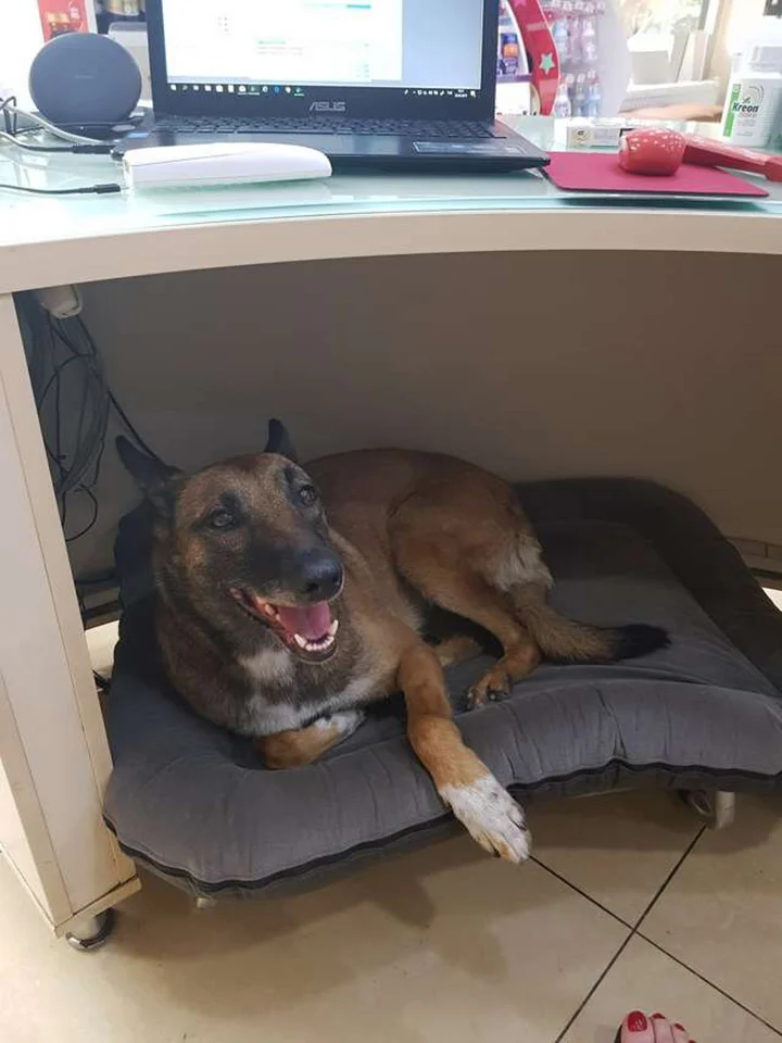 Perrita descansa